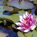 Light Butter Lamps For a Loved One