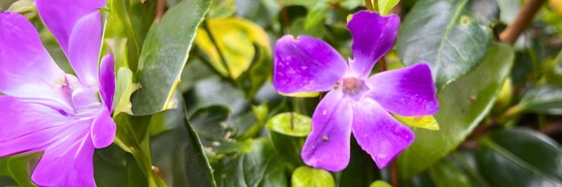 Facing Loss Healing Grief, for the loss of a child